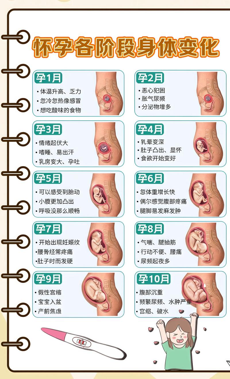 揭秘供卵代孕妈妈怀孕小腹分两节，孕期变化的奥秘伊春代生机构: